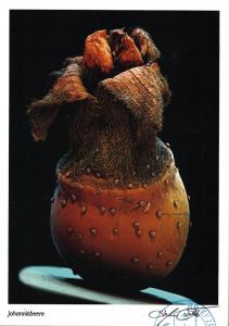 Microscopical view of a red current fruit - Germany