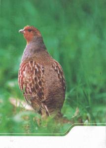 Rebhuhn (Perdix perdix) Saxonia - Germany