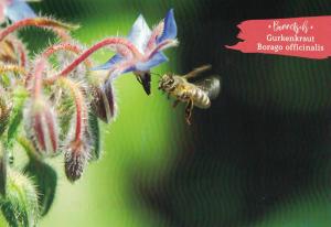 Borretsch (Borago officinalis) - Germany