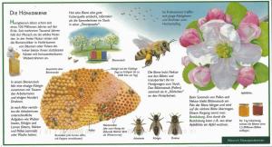 Honigbiene-Honeybee (Apis mellifera) - Germany