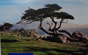Cypress and sea