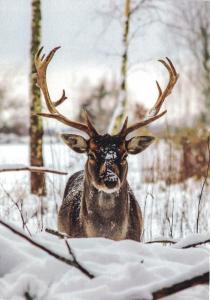 Deer - Litvuania