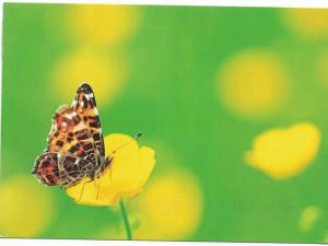 Postcards Animals