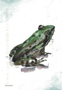 Green frog (Pelophylax kl. esculentus) - Netherlands