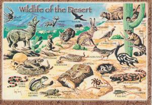 Wildlife in Southwestern Wildlife - USA