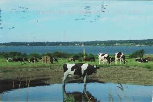 Cows of summer Little Comptonm Rhode Island - USA